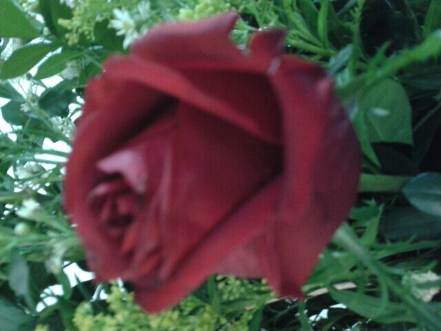 gracieramirez31's profile picture. 