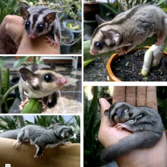 Sugar Glider Farm