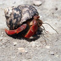 Andre Naval (@andre_naval) 's Twitter Profile