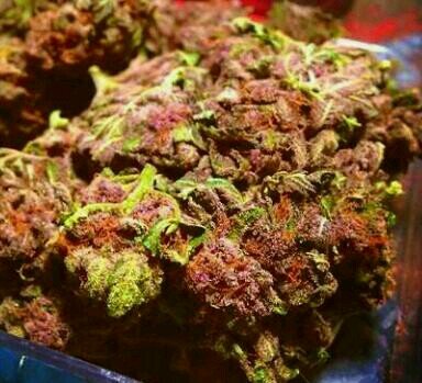 Professional growing tips, tricks & equipment! We specialize in finding the best deals on grow equipment, nutes & supplies! Website coming soon!  #420 Compliant