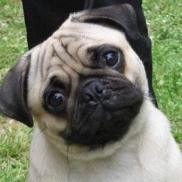 FidoAlertECCC's profile picture. An Amber Alert for pets. A central place to search for lost pets and post found pets in East Contra Costa County