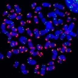 TheCesareLab Profile Picture