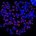 The Cesare Lab (@thecesarelab) Twitter profile photo The Cesare Lab (@thecesarelab) Twitter profile photo