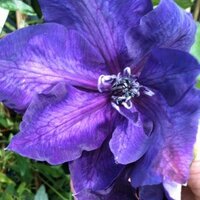 julie shrimpton (@wilmetkeith) 's Twitter Profile