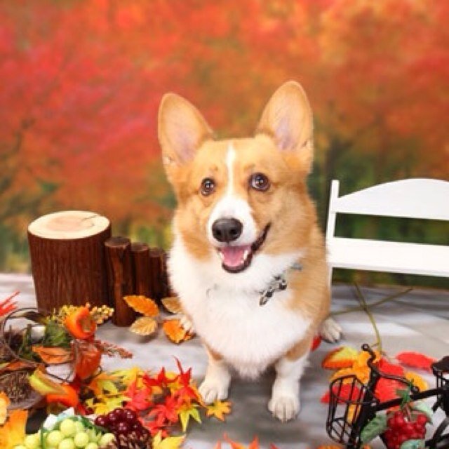 Corgi Momotaro, Japan