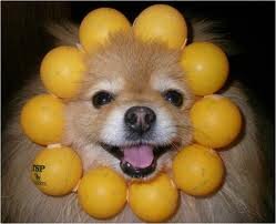 pon_oushu's profile picture. ラジコン大好き♪最近ネトゲにハマってますｗ