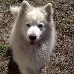 In memory of Sam my 101/2 yr old Samoyed.  December 7, 2002-August 28, 2013 who died of kidney failure. He is with his bro. Diesel now.