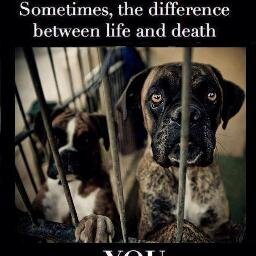 Give a Boxer a furever home.Increasingly more Boxers end up being rehomed several times during their lives. Need lots of attention, walks & to sleep indoors.