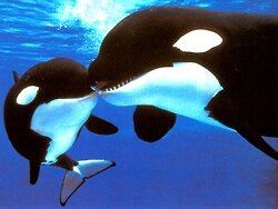 シャチの画像を1時間に1回つぶやくbotです。フォロバを希望の方はリプライを頂けると幸いです。（管理人多忙の為フォロバが遅れる事があります）