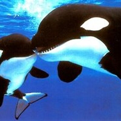 シャチ画像bot Orca Picturebot Twitter