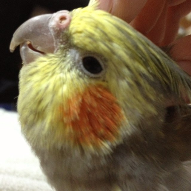 AliceQuartet's profile picture. インコ・オウム等の鳥全般、ロリータ系などの可愛い服、ロボやメカなどが好きな人　会話は丁寧に心がけますが個人のTweet自体は死ねクソカスなど品性とTLへの配慮がありません　ARK 7DaysToDie ARMOREDCORE グラブル COD ガルパン 原神