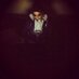 Yousuf Pesh (@ypesh) Twitter profile photo Yousuf Pesh (@ypesh) Twitter profile photo