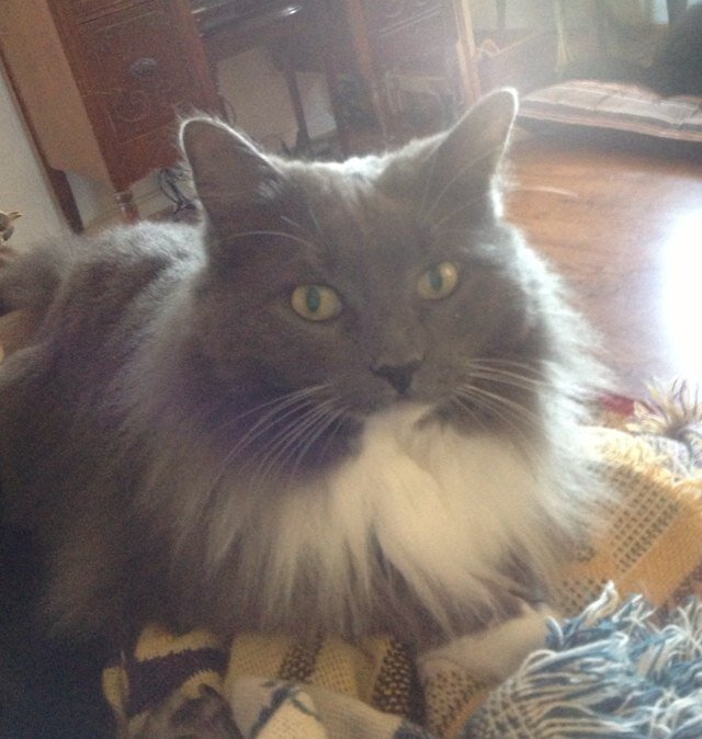 Thomas493304C's profile picture. 