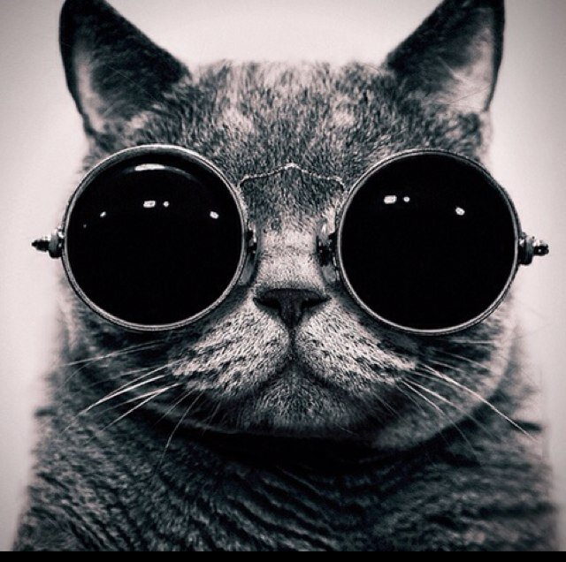 Будьте проще, жрите Whiskas.