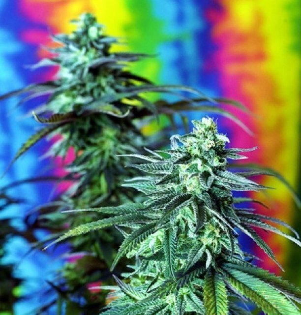 get higher