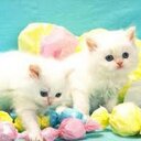 ***-*** (@22_10hh) Twitter