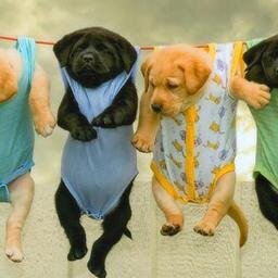 Animalitos_Bebe's profile picture. Estos son los nombres correctos de las especies, no los que el gobierno les ha hecho creer.