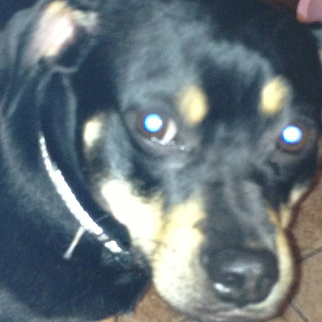 I'm a dog my owner made my account well my human sister did I'm only 2 years old