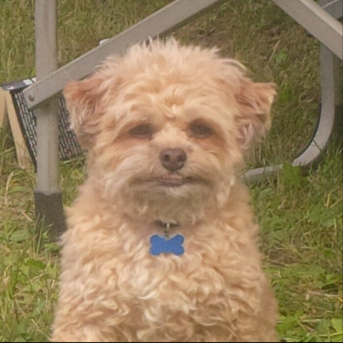 I like to chew. I'm very good at hogging the bed. I luv to play outside and prefer not to swim