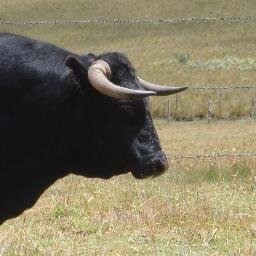 Abogado y Ganadero.