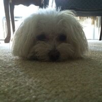 Sara (@sarnoak) 's Twitter Profile