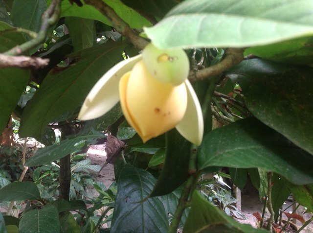 Tigertan18's profile picture. 