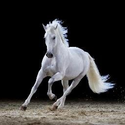 R R Equestrian offers local show listings, horses for sale and rider profiles throughout the South West. We have a soft spot for cobs and heavies.