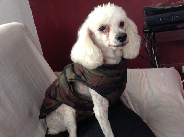 poohboolooboo's profile picture. Amo a los perros, gatos, pajaros, vacas,y a todo ser vivo, sobre todo a ti Grinch mi hijo,amor,rey,compañero simplemente la razon de mi existencia