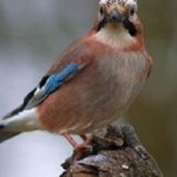 ntawanawarabina's profile picture. 