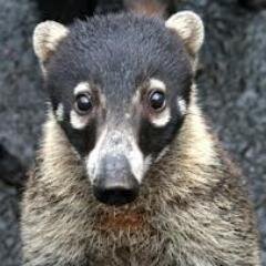 TheCoaty's profile picture. solo un Dev más...