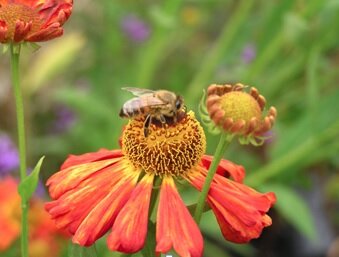 BEELINEHFC's profile picture. Extracting individual batches of Honey to retain the integrity of the varied foraging from across Hampshire Dorset Borders
