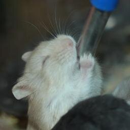 visit out website and follow!! #kaskus #instagram #hamster #indonesia #hamsterlover pin:27fcb90c whatsapp:089624595090 http://t.co/G2qfecFooh