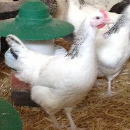 Cpullets's profile picture. 