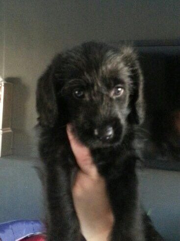 jasper_pupdate's profile picture. I'm a labradoodle puppy. I like sniffing your privates and chewing your shoes!