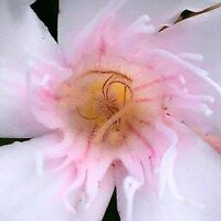 A'la Art Community (@ala_art) 's Twitter Profile