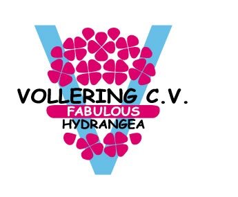 Vollering Hydrangea is the grower of a beautiful assortment of Hydrangeas as cut flower with 'Fabulous'collection as specialty!