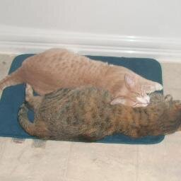 haccrts's profile picture. 