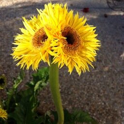 Proud Mom, Constitutional Conservative, Double Daisy grown in my garden means United We Stand, #MAGA, Support Military/Veterans, Pro Life and Love Animals