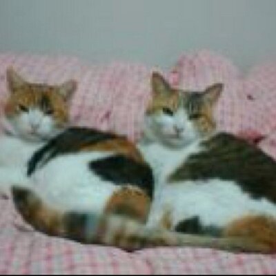 オレンジ色のネコ Tvを何となく見てて たんぽぽ川村さんが持田香織さんに見えた私は相当疲れてるのかな でも前髪パッツンで1本結きの川村さんは 最近痩せたのか 依然より格段に綺麗になってると思う オレンジ色のネコ Tvを何となく見てて たんぽぽ川村さんが持田香織さんに見えた私は相当疲れてるのかな でも前髪パッツンで1本結きの川村さんは 最近痩せたのか 依然より格段に綺麗になってると思う