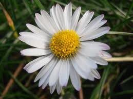 BellisGarden's profile picture. Empresa de Paisajismo y Jardinería