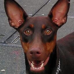 BatdogNYC's profile picture. The Canine Crusader on the Mission to enjoy The City!