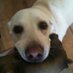 Claire Anderson (@claireandhattie) Twitter profile photo
