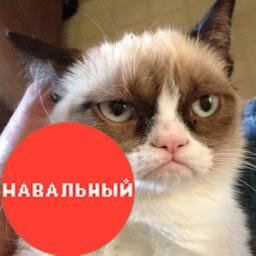 Если не Путин, то кот?