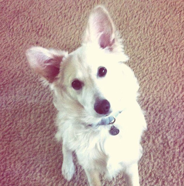 I'm an All American Mix who loves agility training, fashion, & cuddles! #SuperCooper | #Instagram : SuperCooper_Adventures | My Human @TaviaLP helps me tweet.