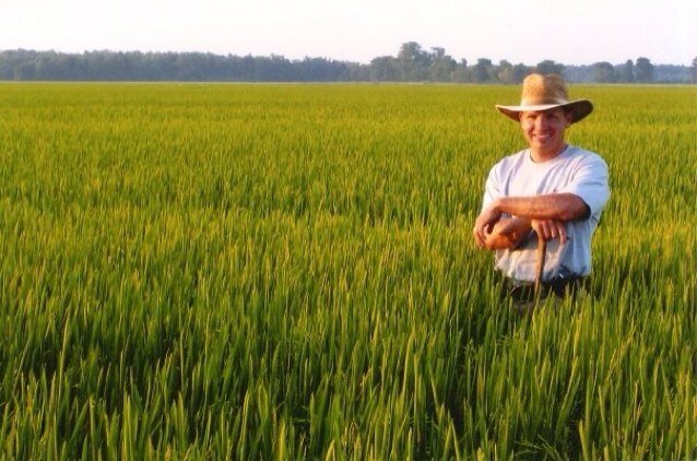 Crop Consultant-Lonoke Co., Shelton Consulting Service, Inc., AR CCA