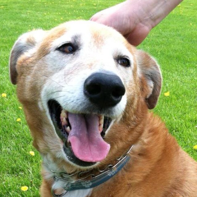 crott1975's profile picture. Middle school language arts teacher in metro Milwaukee area moving away from a traditional English classroom setting and into a readers/writers workshop model.