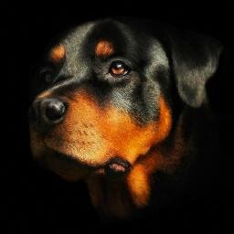 Black Beauty Breed, documentary film that celebrates the Rottweiler on AppleTV & AmazonPrime. Our new film FOREVER FAITHFUL raises canine cancer awareness🐾