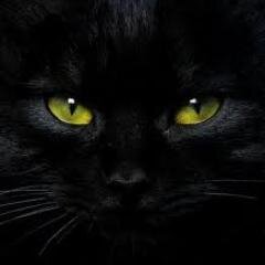 Eu Sou o Negro Gatto. Lindo Cheiroso e Gostozo.. com ZZZ!!!!