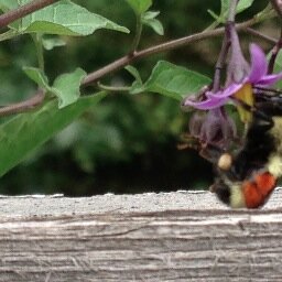 SophiaLYoung's profile picture. SophiaYoungLP