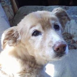 I wait for you to lay next to me & you do not come. Your leash hangs by the door & I ask if I I did the right thing. I miss you Cassie girl. My heart is broken.